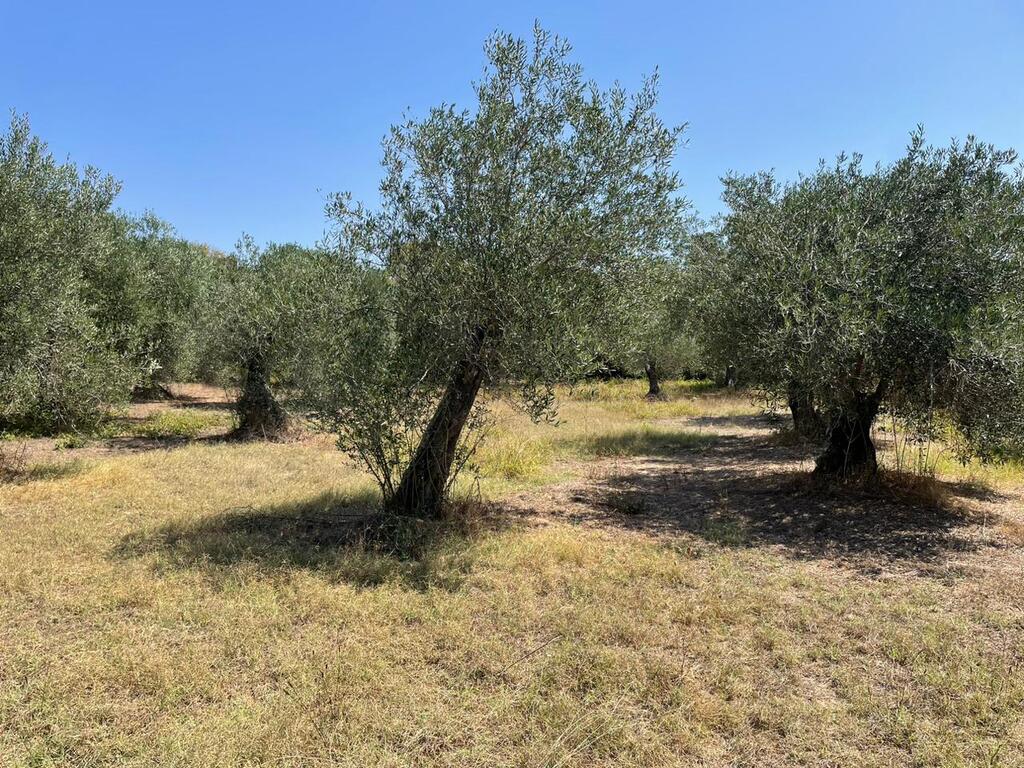 For Sale Land 4030 M² In Corfu