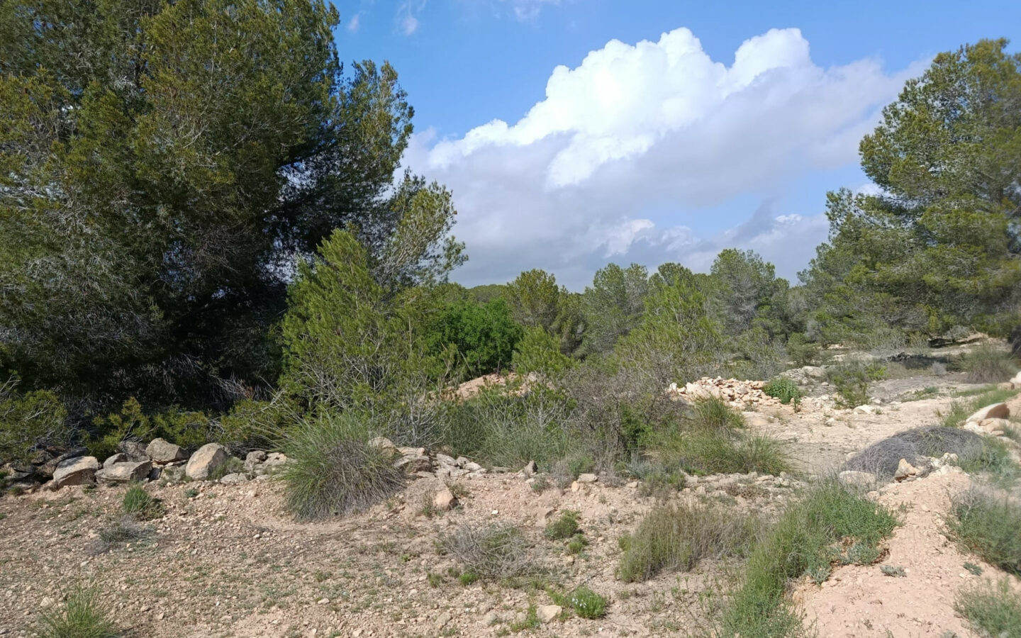 Land 0 M² In Monovar, Spain