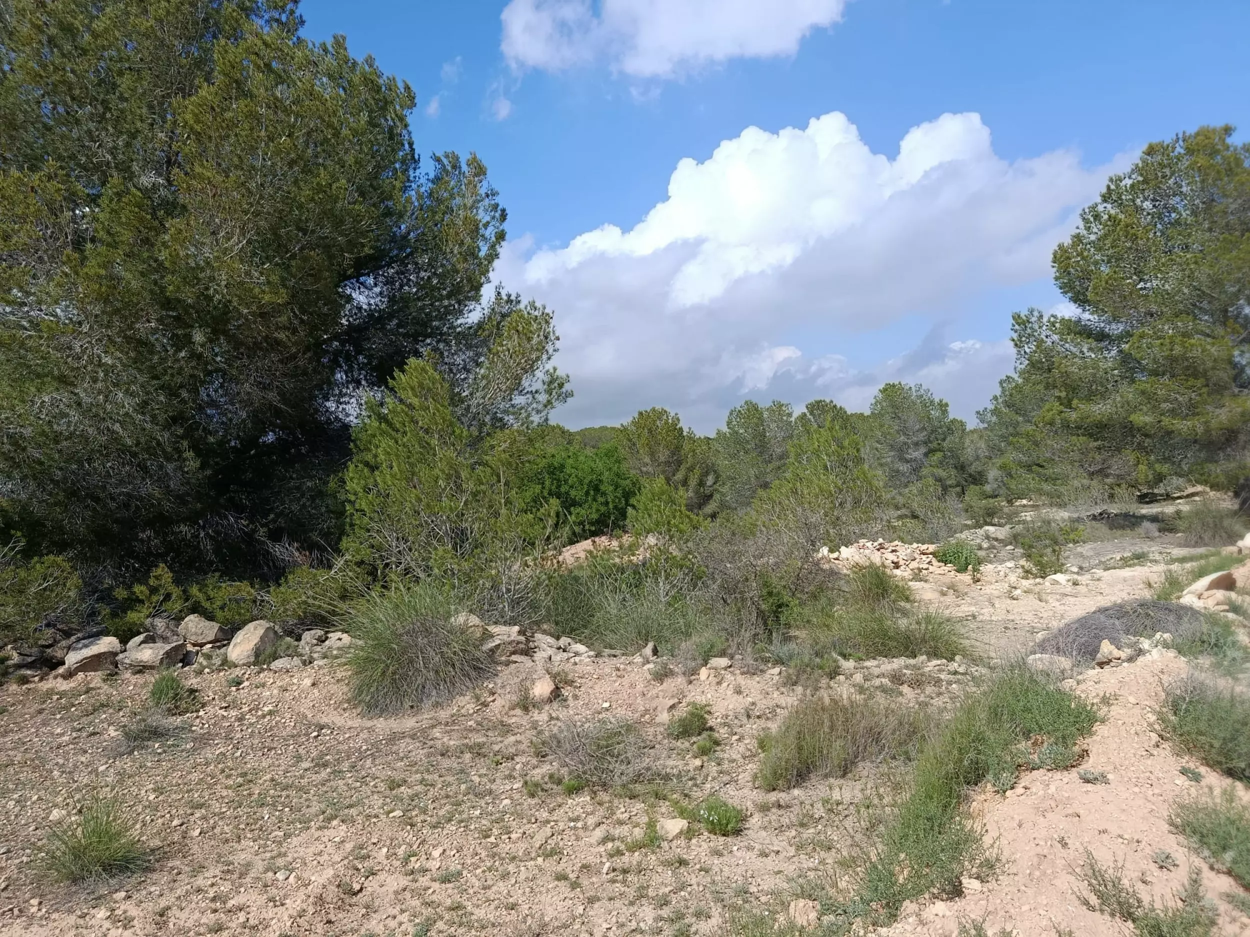 Land 0 M² In Monovar, Spain