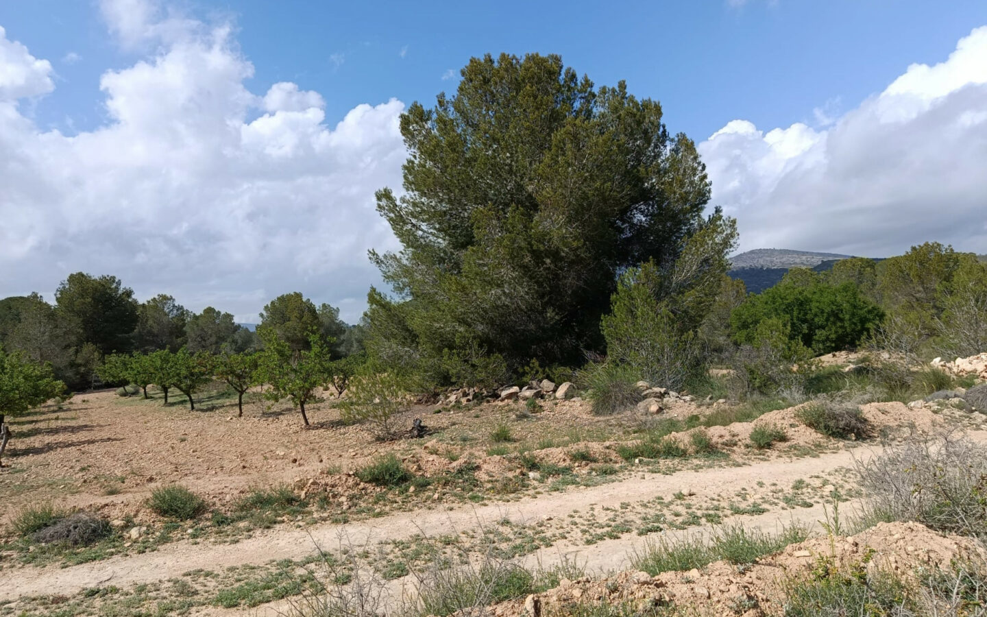 Land 0 M² In Monovar, Spain