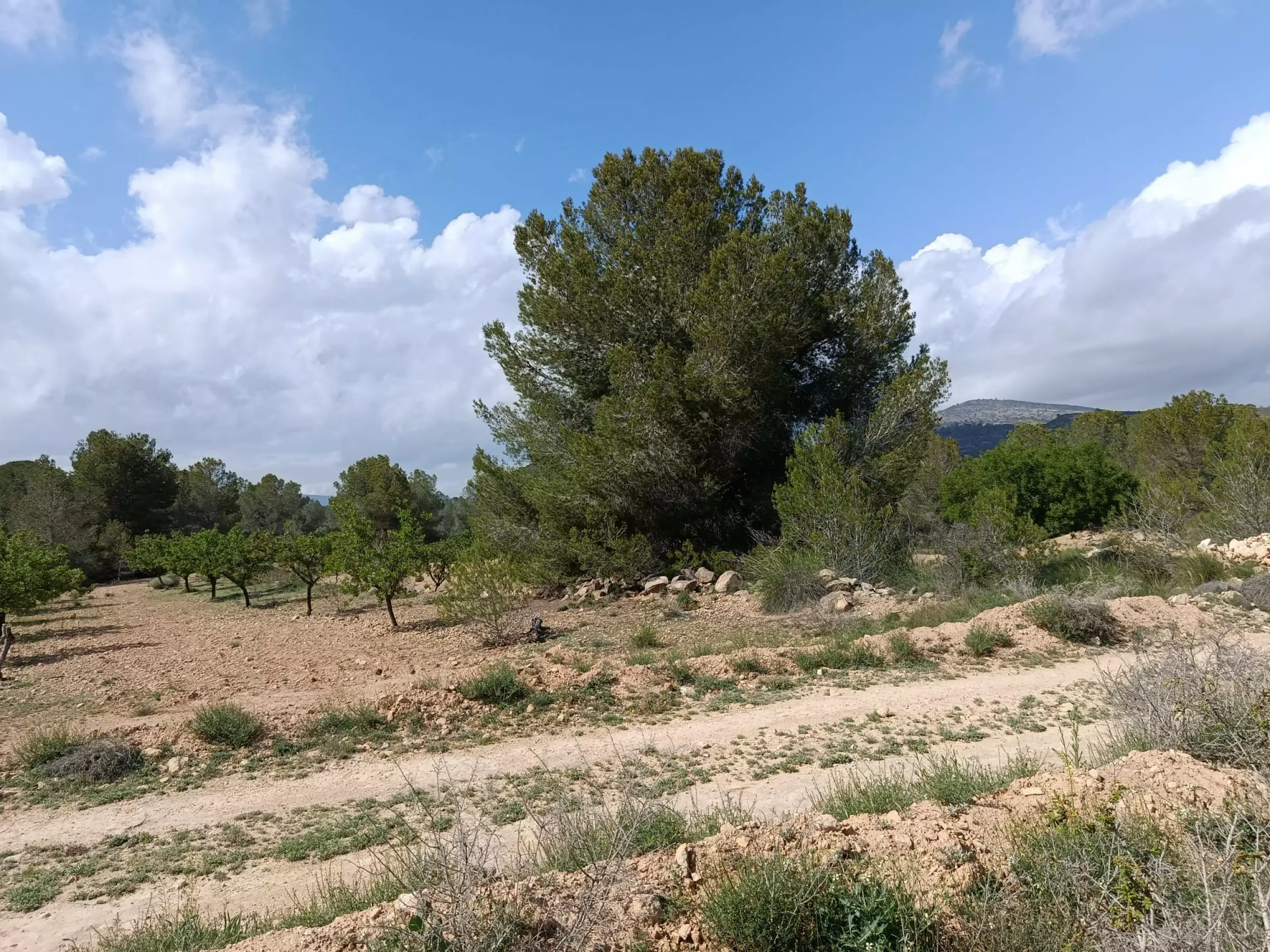 Land 0 M² In Monovar, Spain