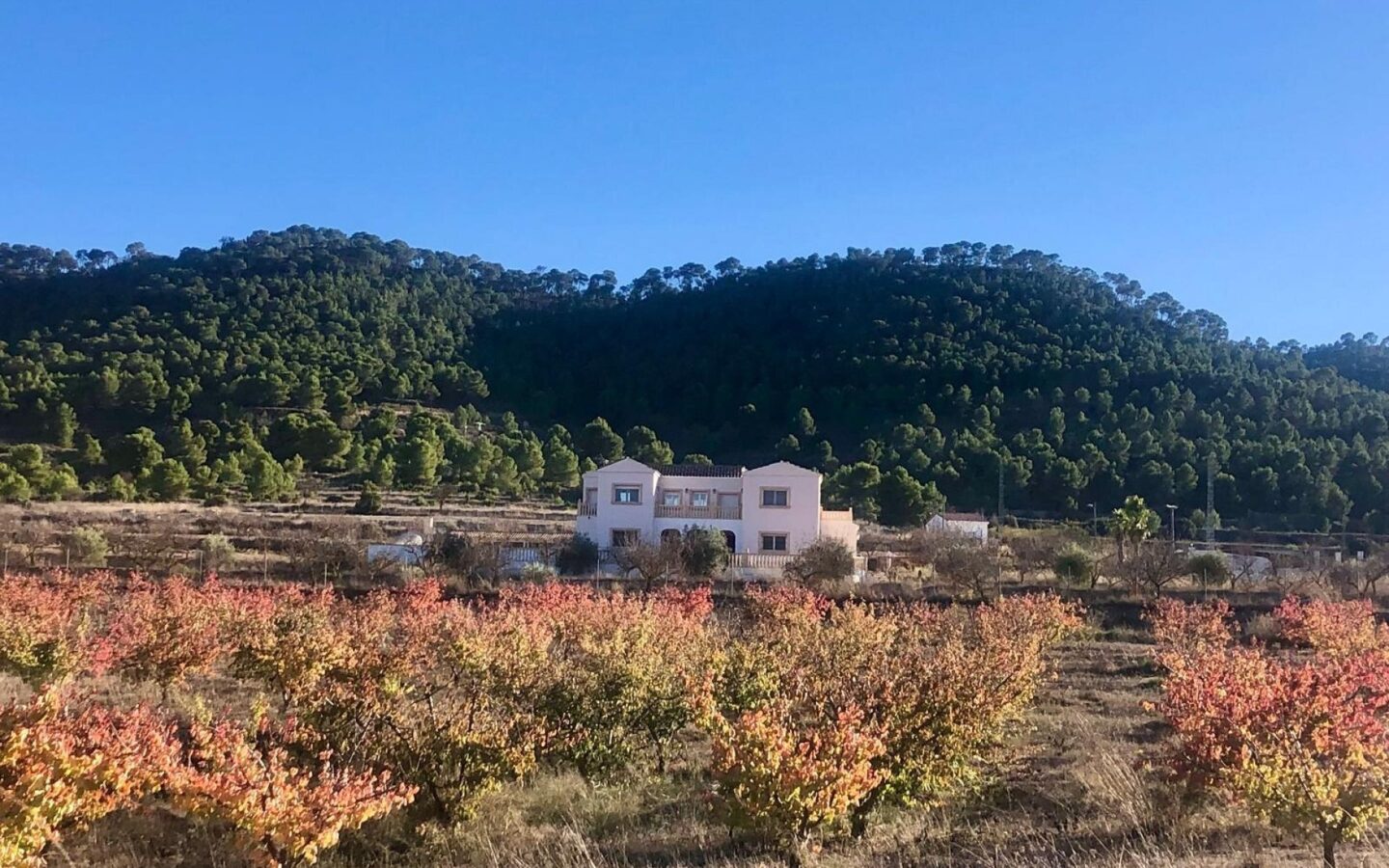 Detached Villa 453 M² In Pinoso, Spain