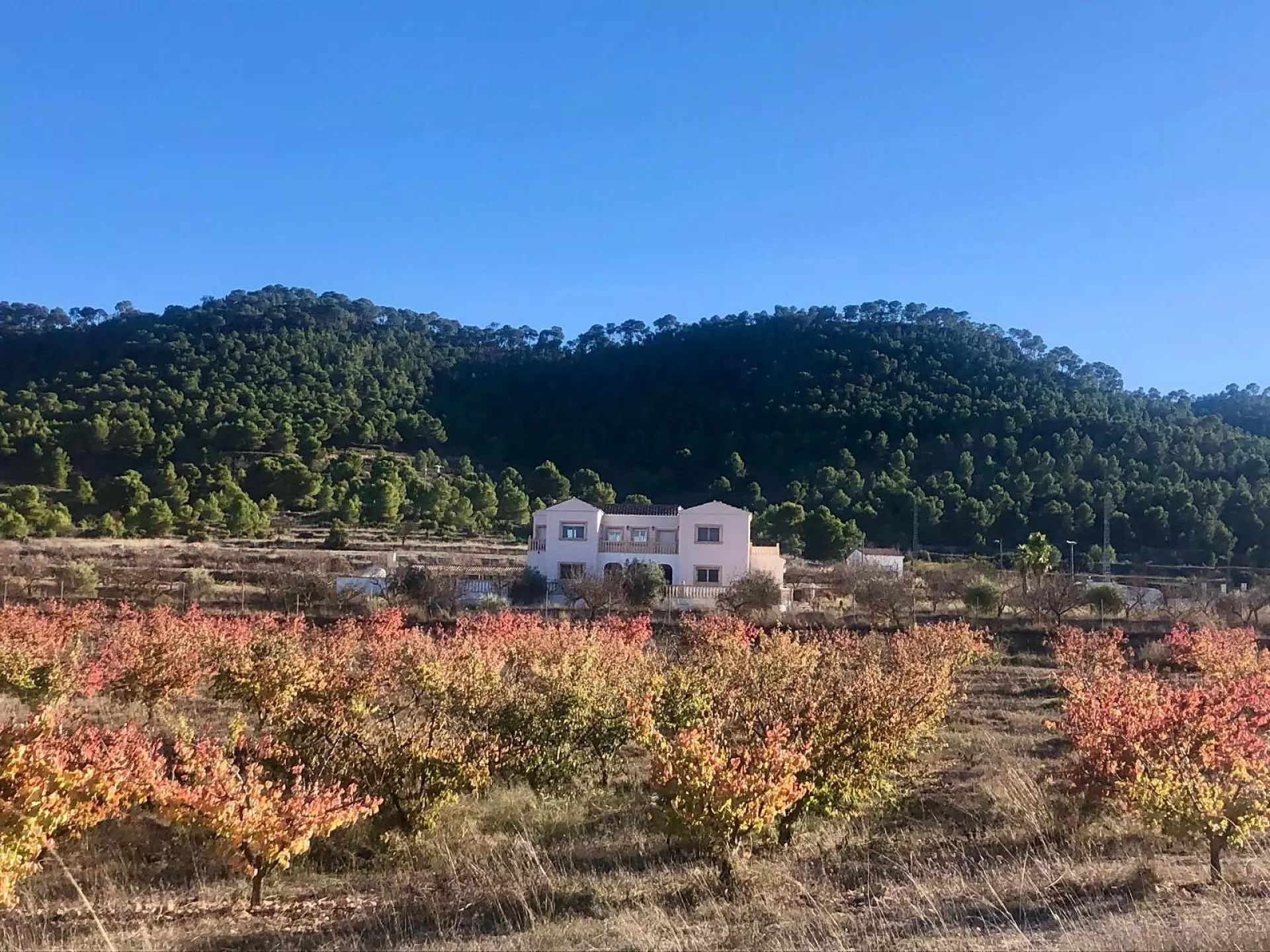 Detached Villa 453 M² In Pinoso, Spain