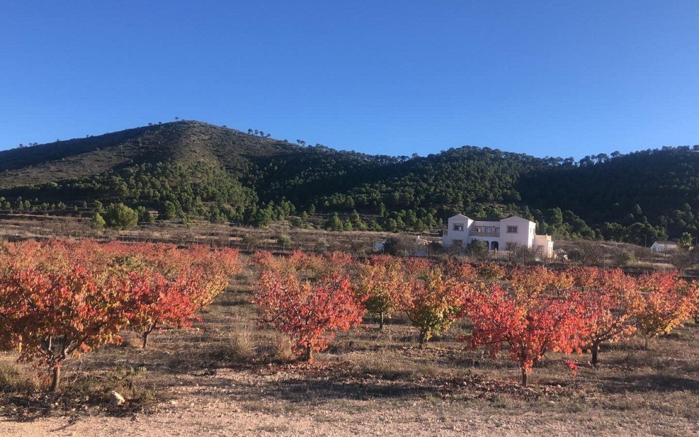 Detached Villa 453 M² In Pinoso, Spain