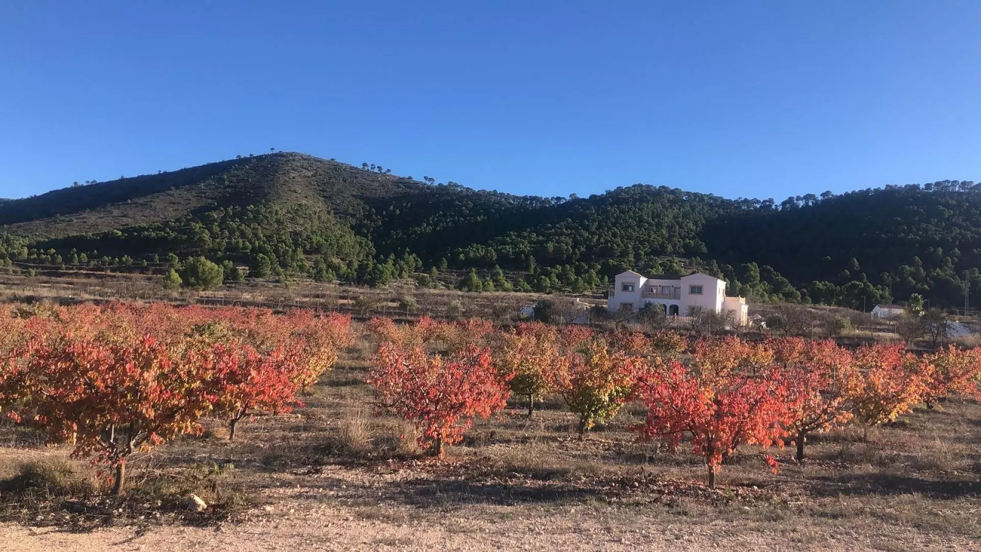 Detached Villa 453 M² In Pinoso, Spain