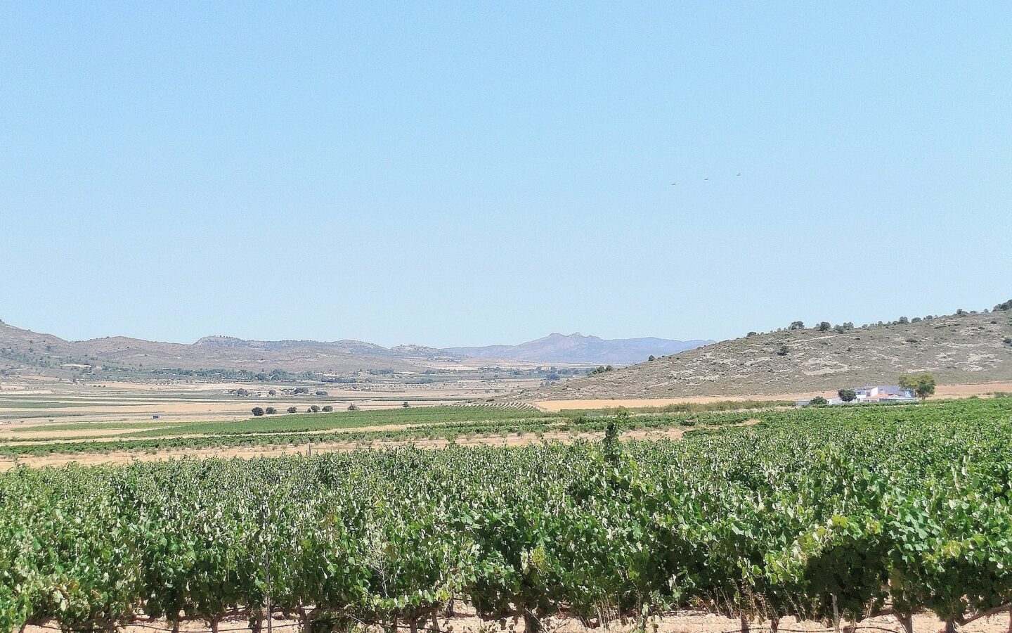 11-bedroom Country House In Yecla, Spain (25.000 M²)