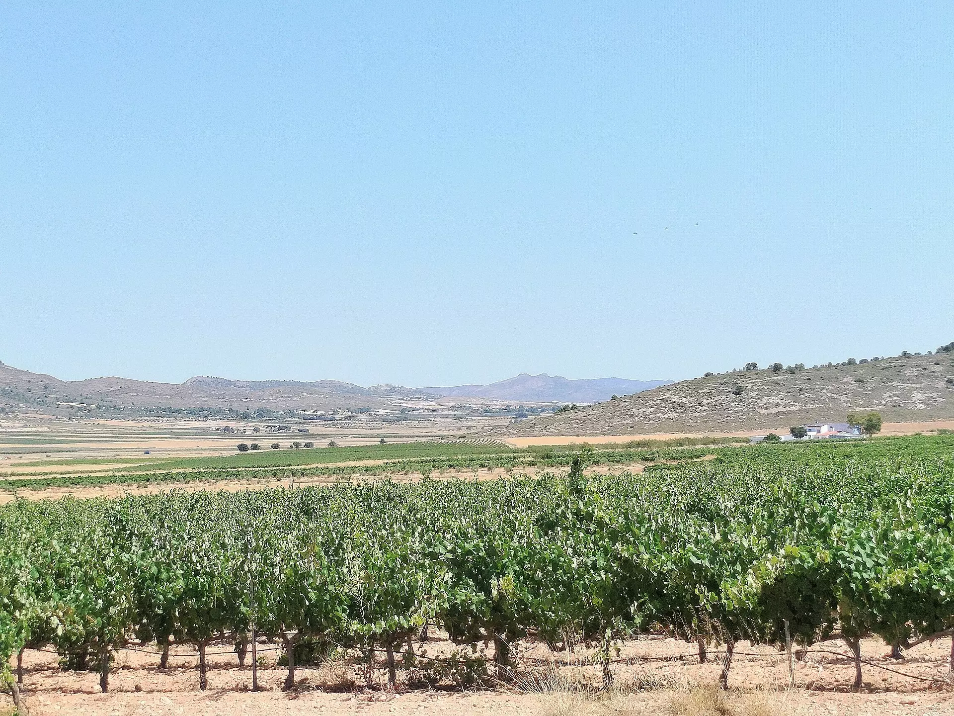 11-bedroom Country House In Yecla, Spain (25.000 M²)