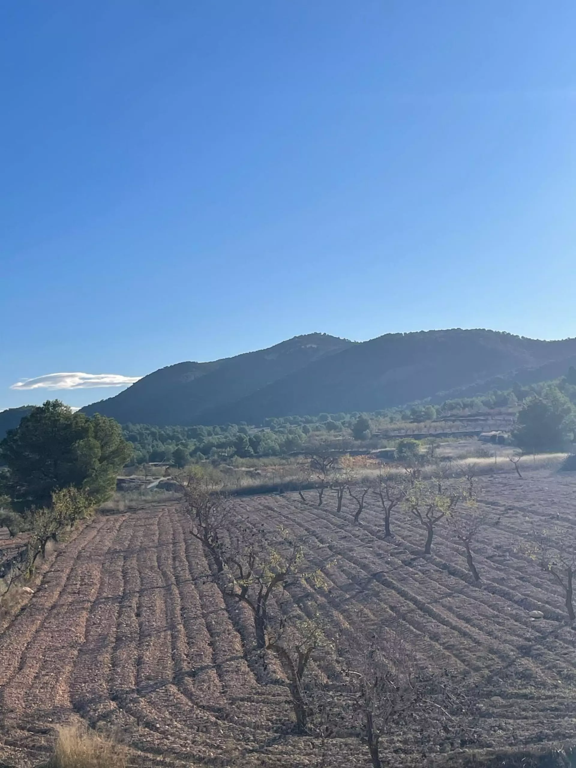 Detached Villa 453 M² In Pinoso, Spain