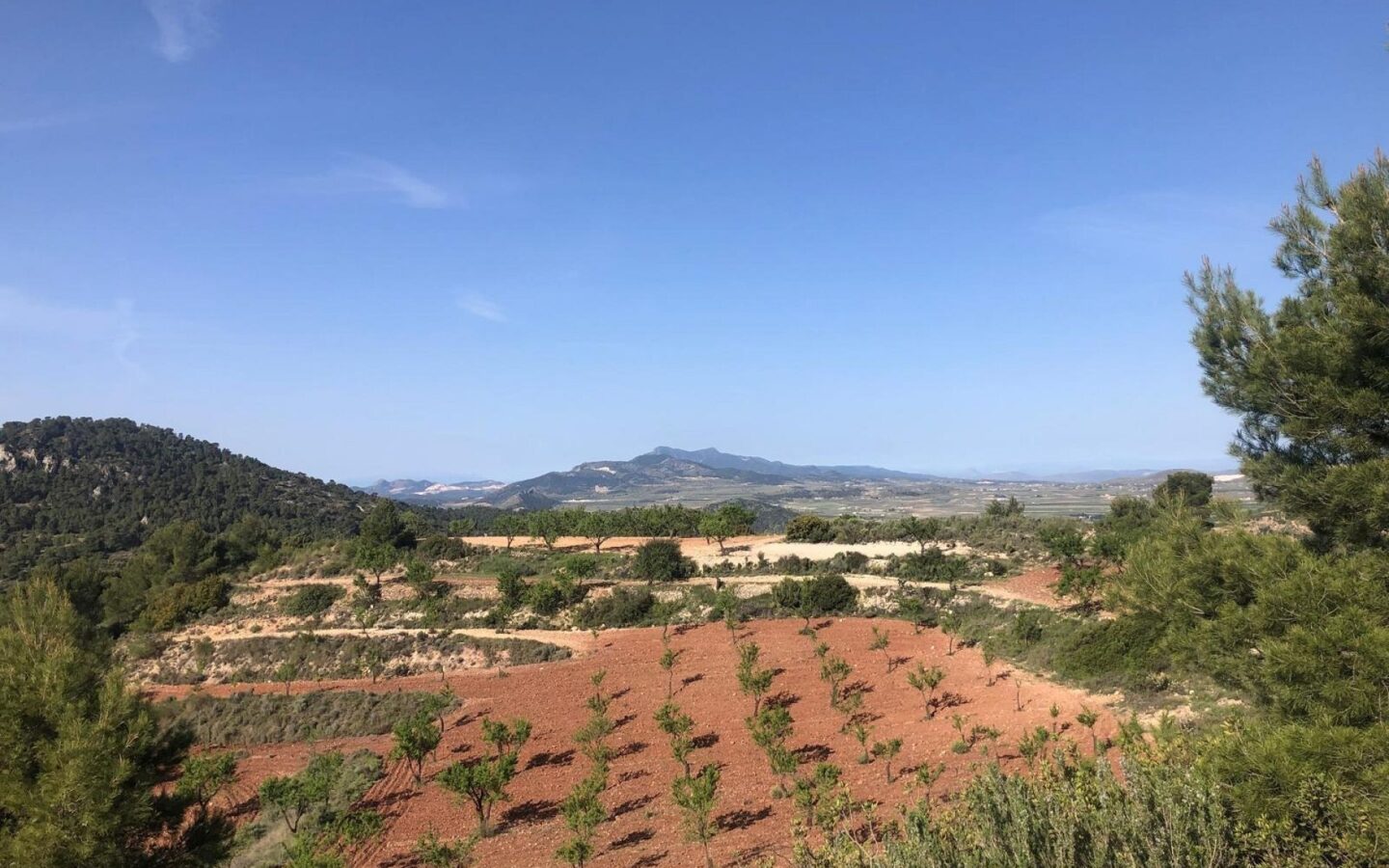 Detached Villa 453 M² In Pinoso, Spain
