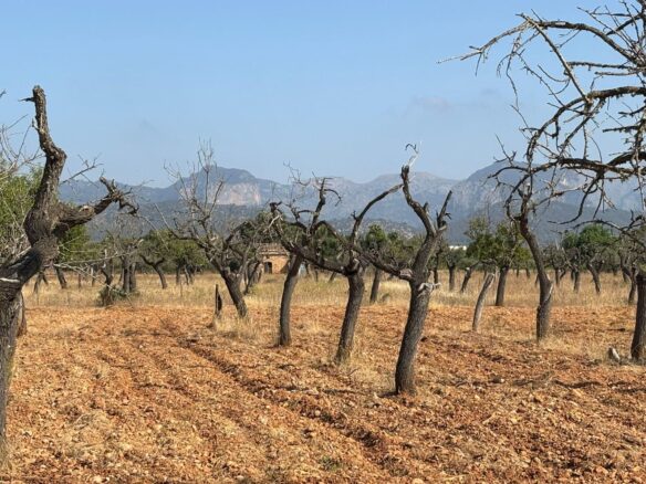 Land  M² In Binissalem, Spain