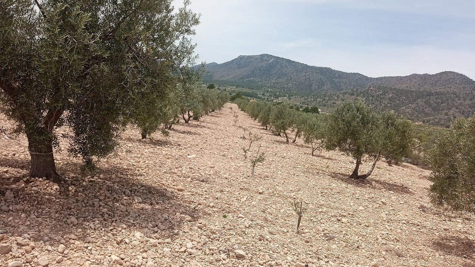 Land In Salinas