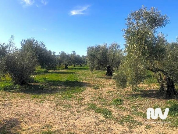 Land In Antequera, Spain (23.027 M² Plot)