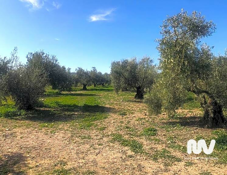 Land In Antequera, Spain (23.027 M² Plot)