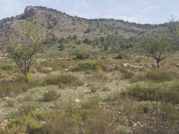Land In Salinas, Spain (11.035 M² Plot)