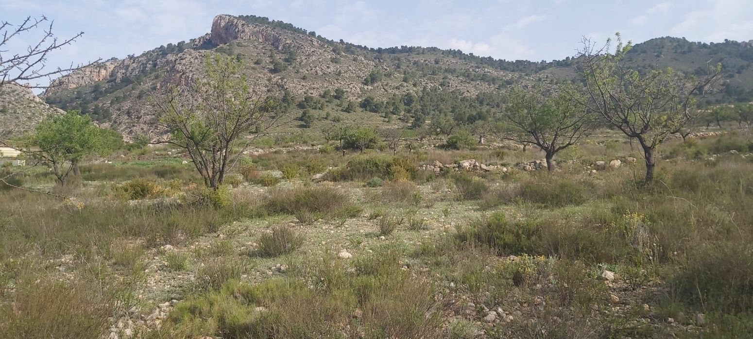 Land In Salinas, Spain (11.035 M² Plot)
