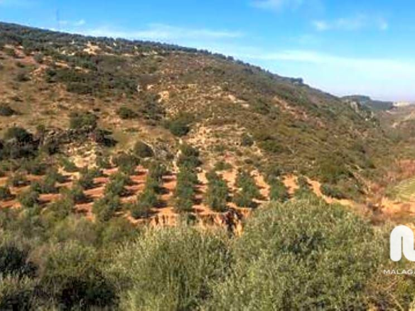 Land In Antequera, Spain (23.027 M² Plot)
