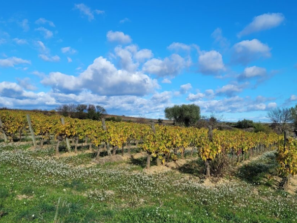 Land In Autignac, France (1.643 M² Plot)