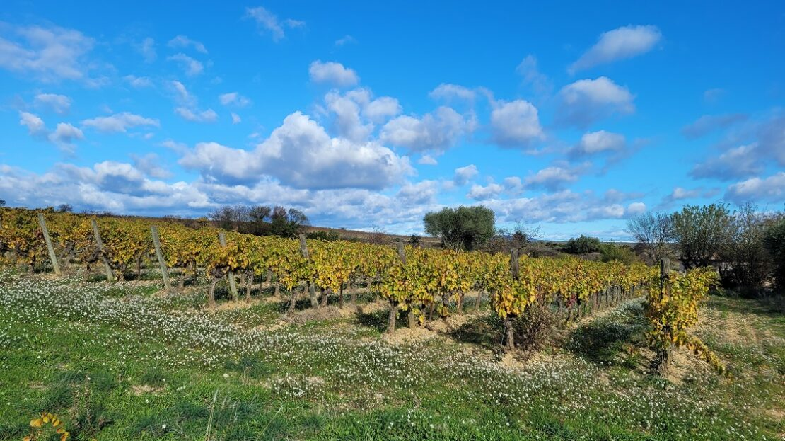 Land In Autignac, France (1.643 M² Plot)