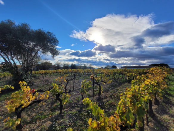 Land In Autignac, France (1.643 M² Plot)
