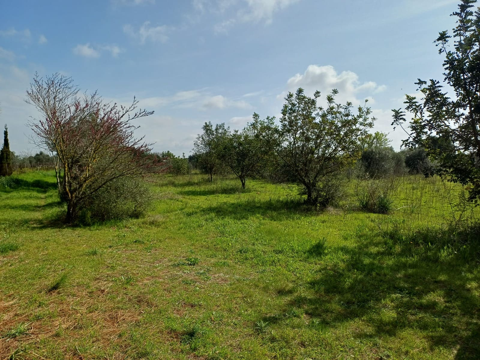 Land In Santa Maria Del Cami, Spain (72 M²)
