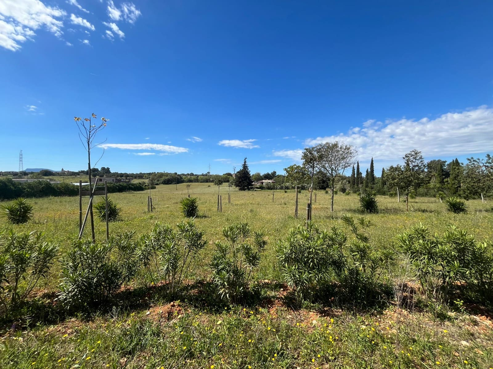 Land-for-sale-in-Sencelles-with-a-project-10-06c902 Land In Sencelles, Spain (327 M²)