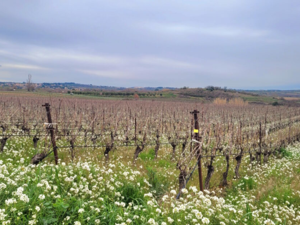 Land In Magalas, France (106.004 M² Plot)
