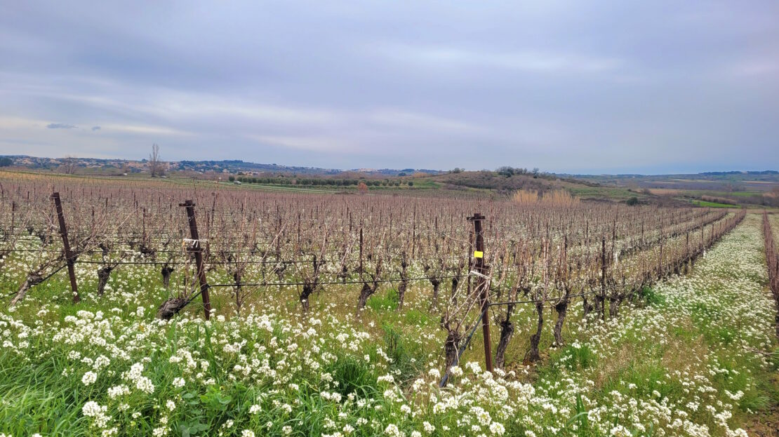Land In Magalas, France (106.004 M² Plot)
