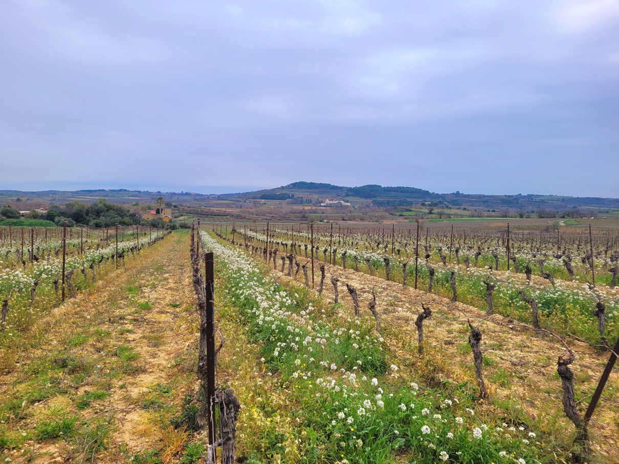 MUR137000EB-563065 Land In Magalas, France (106.004 M² Plot)