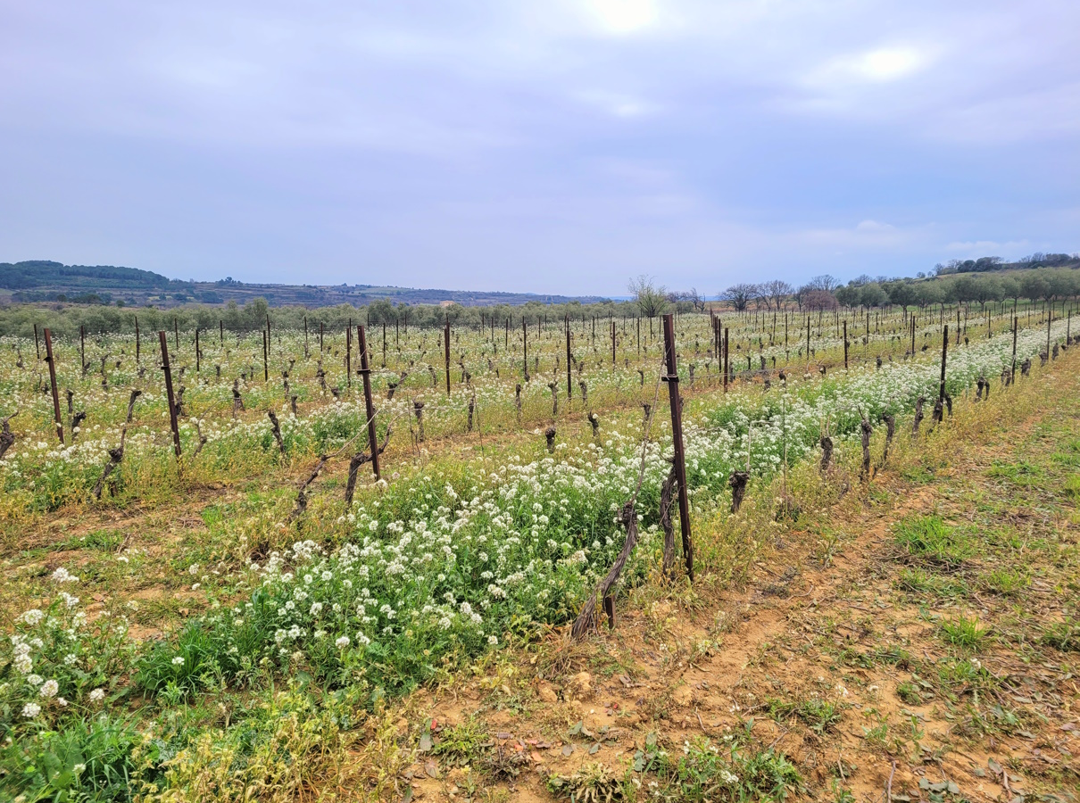 Land In Magalas, France (106.004 M² Plot)