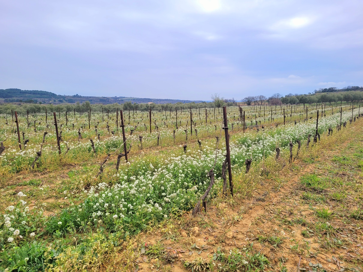MUR137000EC-fccaf2 Land In Magalas, France (106.004 M² Plot)
