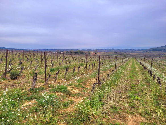 Land In Magalas, France (106.004 M² Plot)