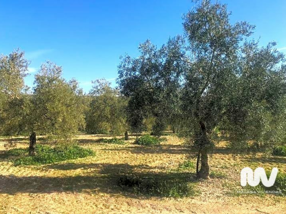 Land In Antequera, Spain (23.027 M² Plot)