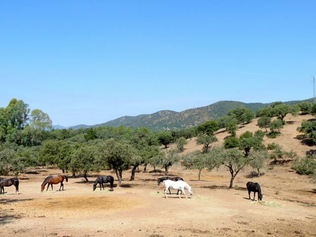 9-bedroom Finca In Espiel, Spain (500 M²)