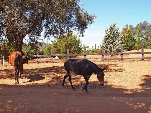 7-bedroom Finca In Constantina, Spain (400 M²)