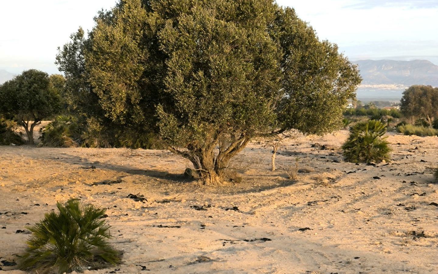 Country Land In La Marina