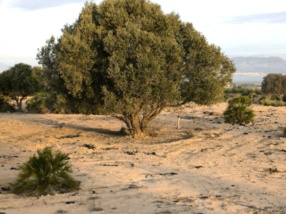 Country Land In La Marina