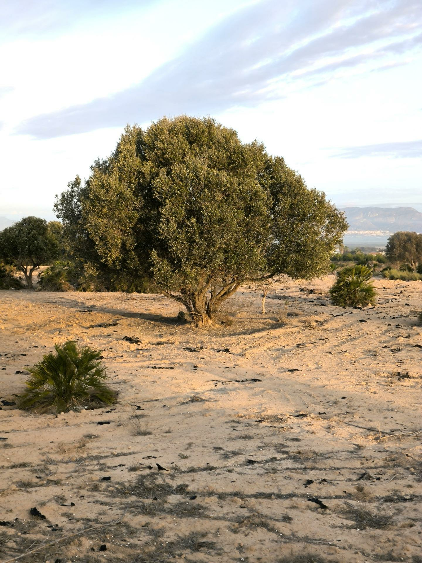 2-18-a074a3 Country Land In La Marina