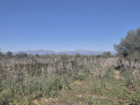 Land In Ariany, Spain (126 M²)