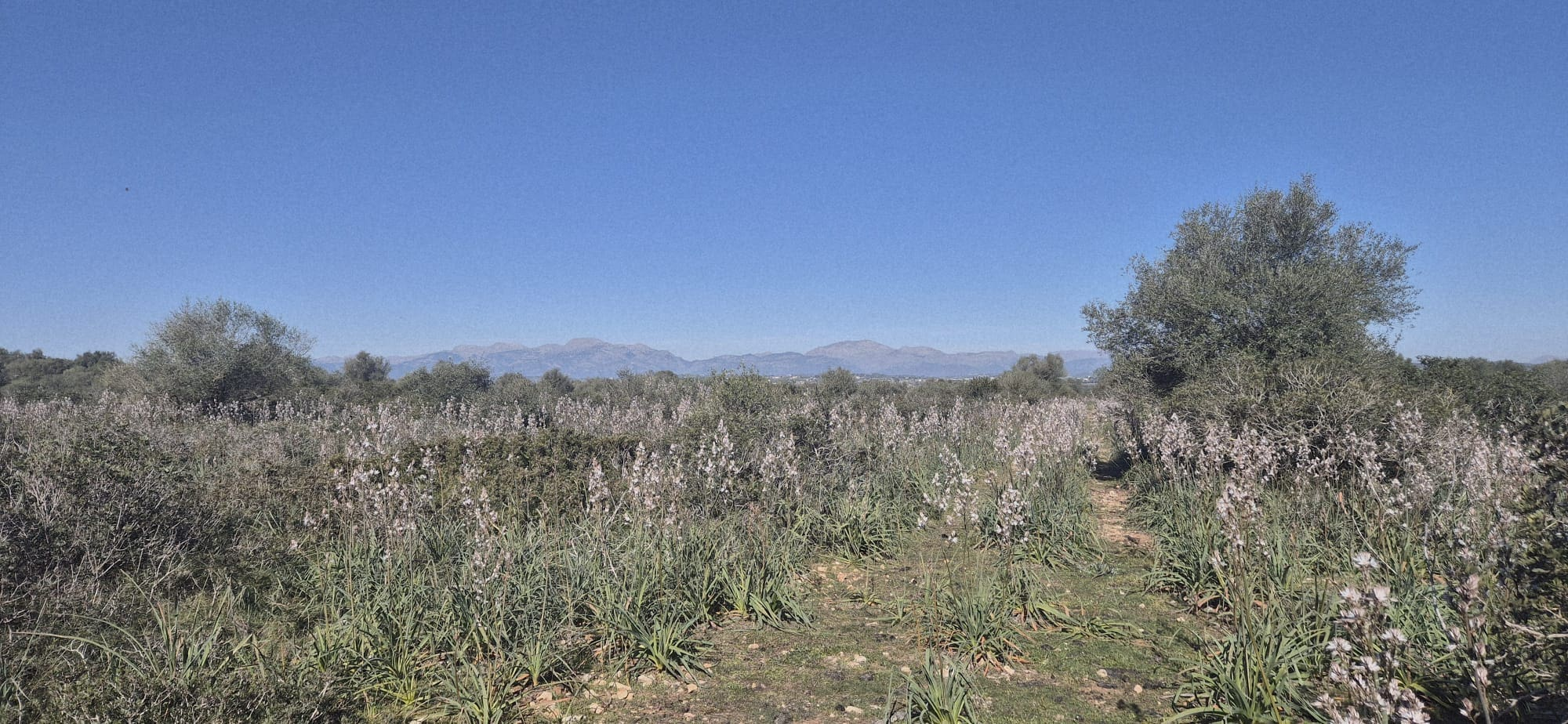 Land In Ariany, Spain (126 M²)
