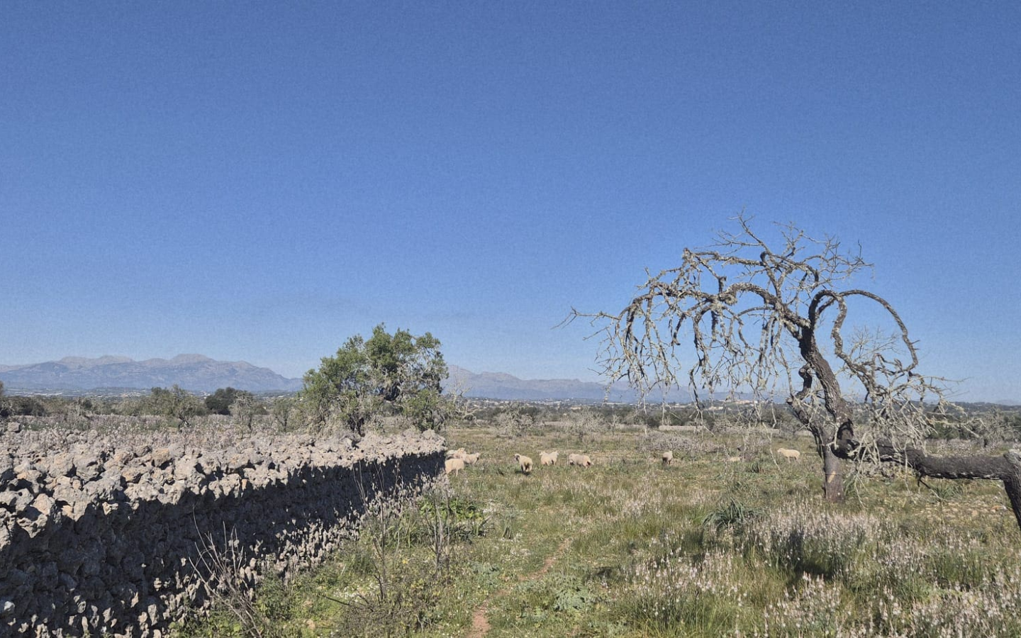 Land In Ariany, Spain (126 M²)
