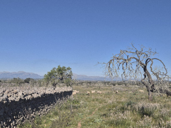Land In Ariany, Spain (126 M²)