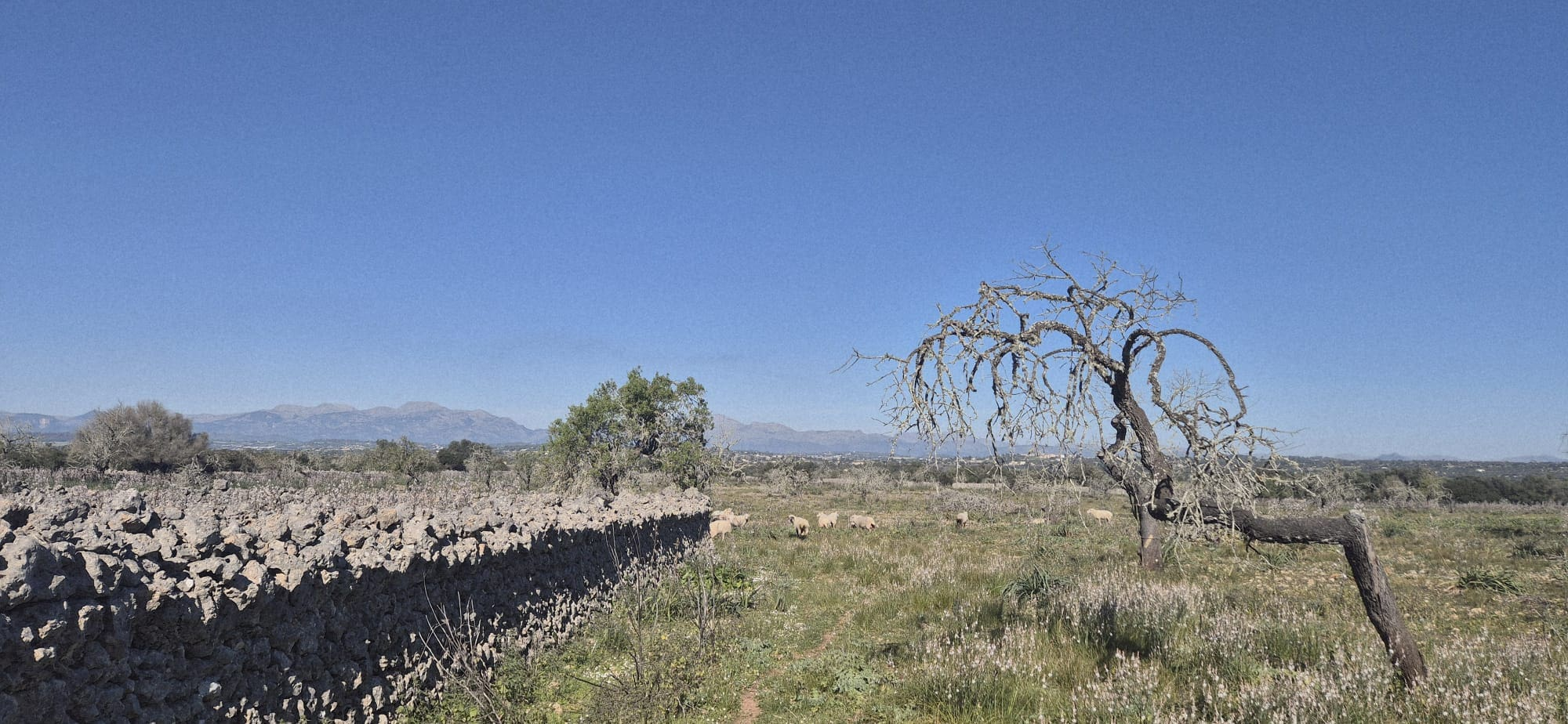 Land In Ariany, Spain (126 M²)
