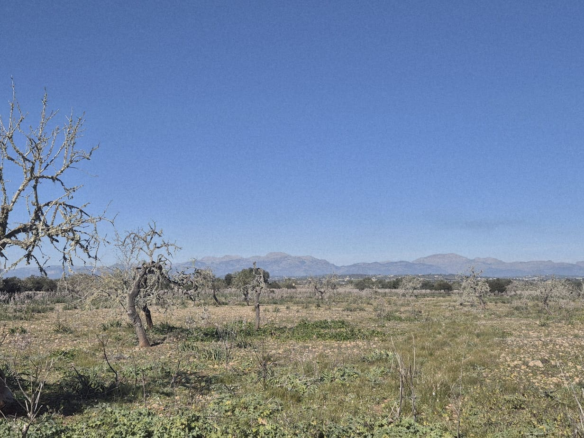 Land In Ariany, Spain (126 M²)