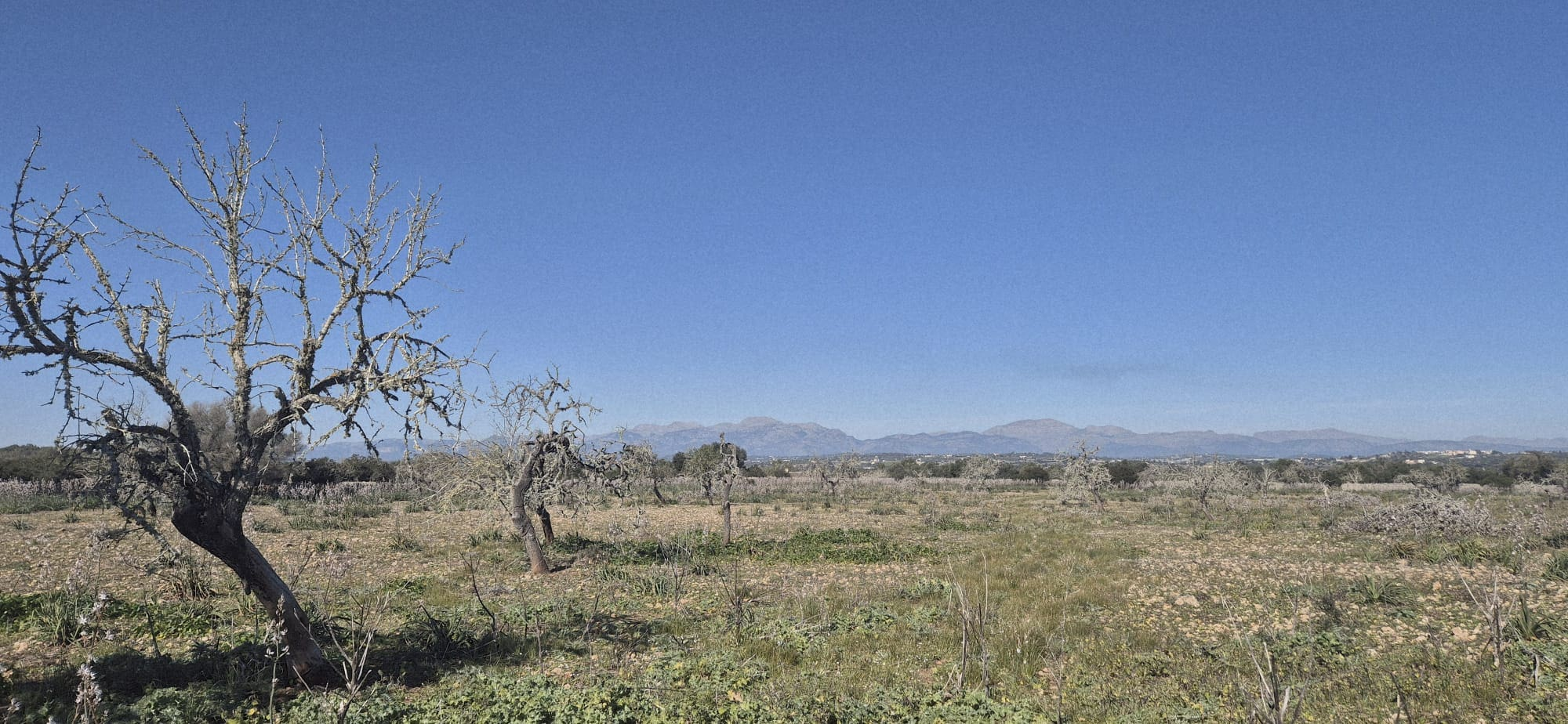 Land In Ariany, Spain (126 M²)