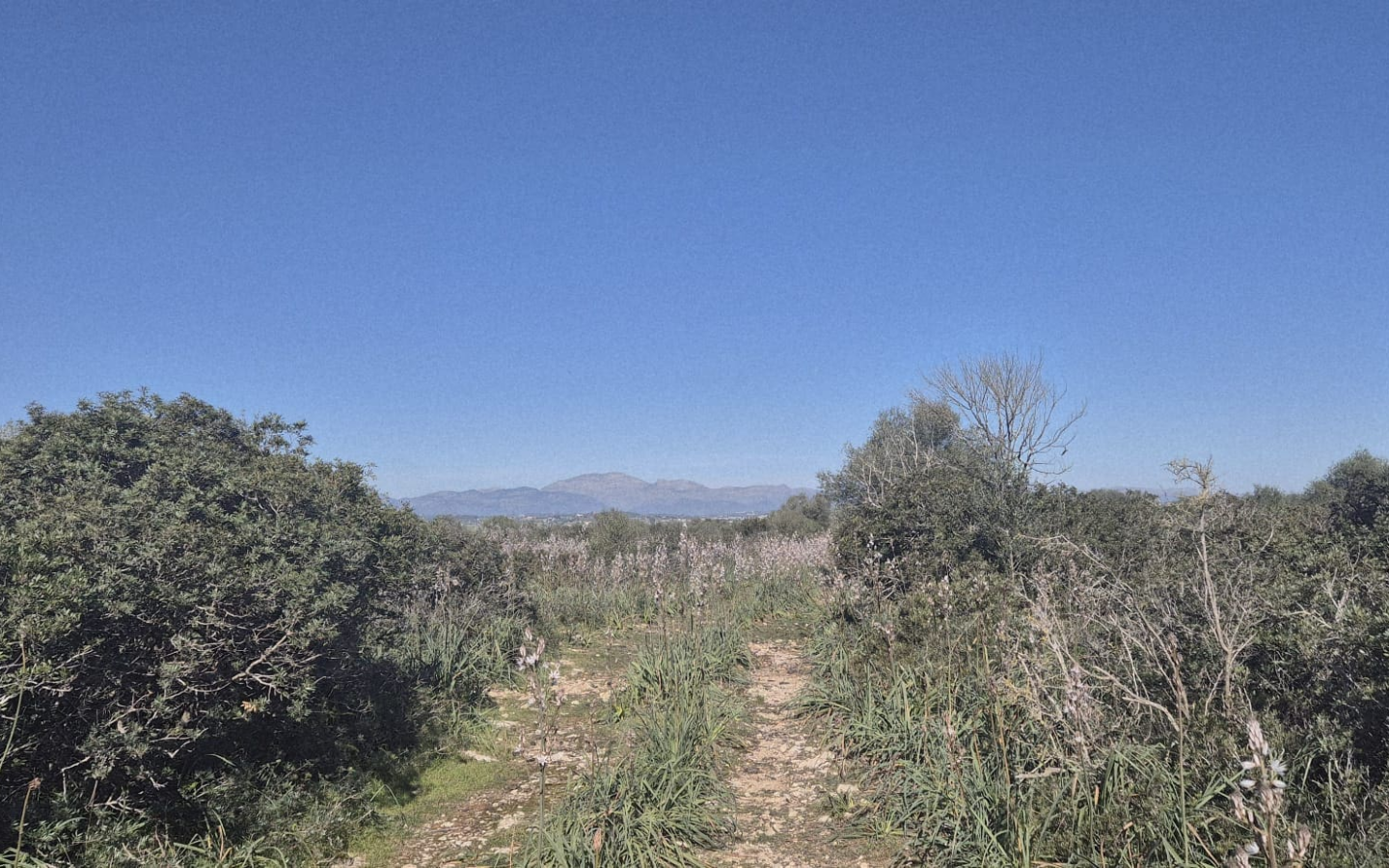 Land In Ariany, Spain (126 M²)