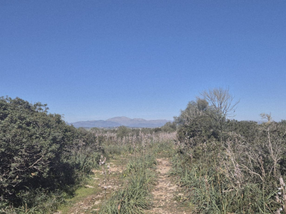 Land In Ariany, Spain (126 M²)