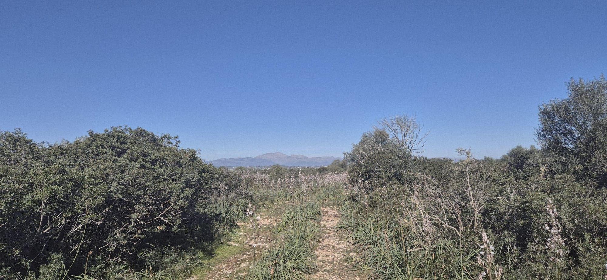 Land In Ariany, Spain (126 M²)