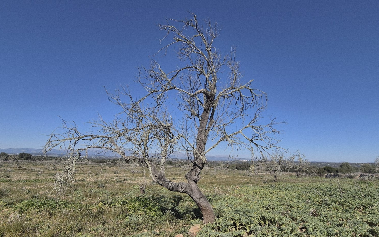 Land In Ariany, Spain (126 M²)