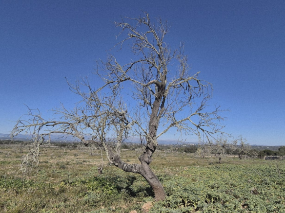 Land In Ariany, Spain (126 M²)