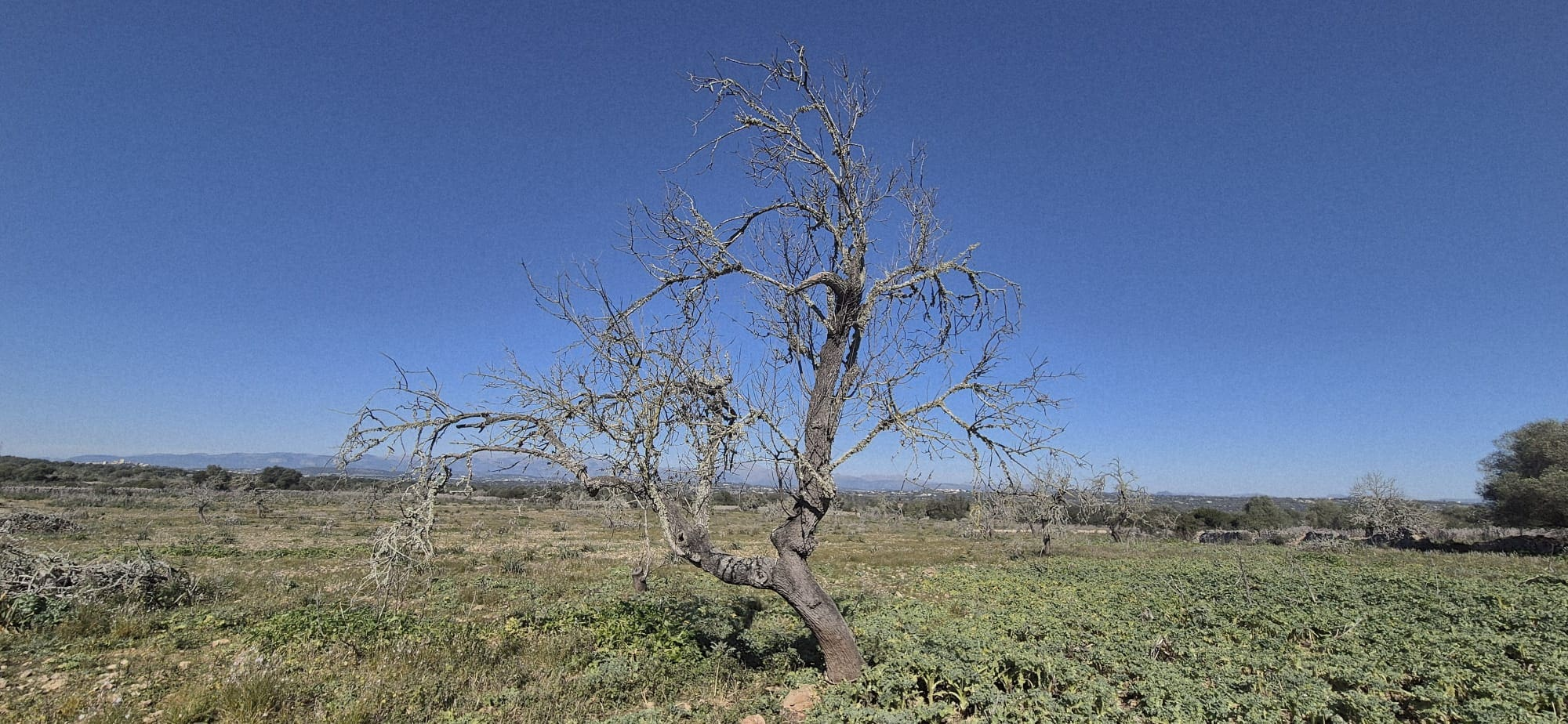 Land In Ariany, Spain (126 M²)